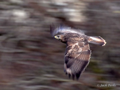 Buzzard (Buteo buteo) Jack Perks